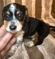 Oreo, a male Miniature Dachshund for sale in San Antonio, TX – 1 of 9