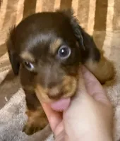 LH Cosmos , a male Miniature Dachshund for sale in San Antonio, TX – 4 of 9