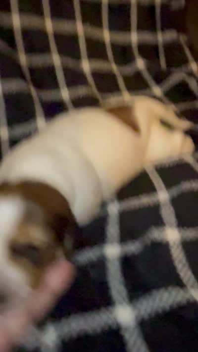 Rosa, a female Miniature Dachshund for sale in San Antonio, TX – 6 of 7