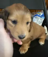 LH  Prince, a male Miniature Dachshund for sale in San Antonio, TX – 3 of 10