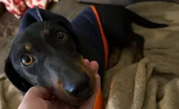 Millie, a female Dachshund for sale in San Antonio, TX – 2 of 4