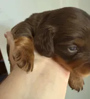 LH Grizzly Bear CKC, a male Miniature Dachshund for sale in San Antonio, TX – 3 of 10