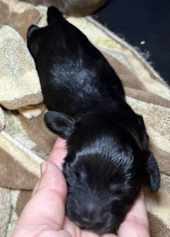 Black panther  – Miniature Dachshund puppy for sale in San Antonio, TX