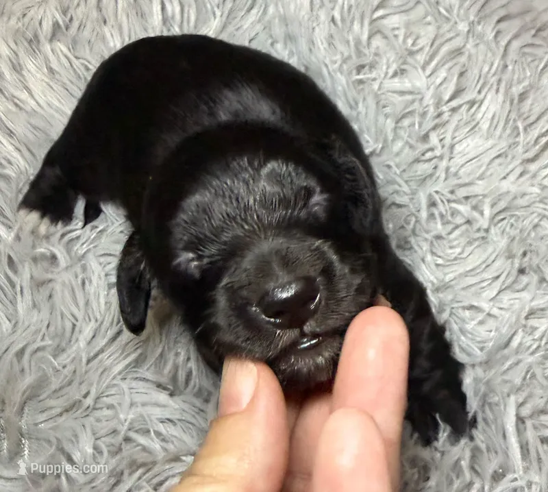 Black panther  – Miniature Dachshund puppy for sale in San Antonio, TX