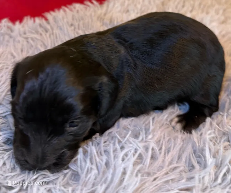 Black panther  – Miniature Dachshund puppy for sale in San Antonio, TX