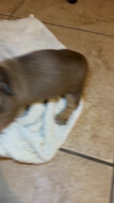 Bella, a female Miniature Dachshund for sale in San Antonio, TX – 6 of 9