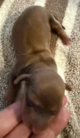 AKC LH Emma, a female Miniature Dachshund for sale in San Antonio, TX – 2 of 6