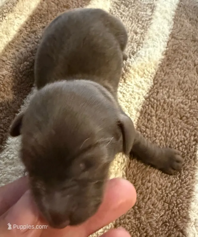 AKC LH Charlotte  – Miniature Dachshund puppy for sale in San Antonio, TX