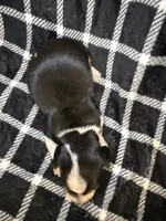 Cookie, a male Miniature Dachshund for sale in San Antonio, TX – 5 of 9