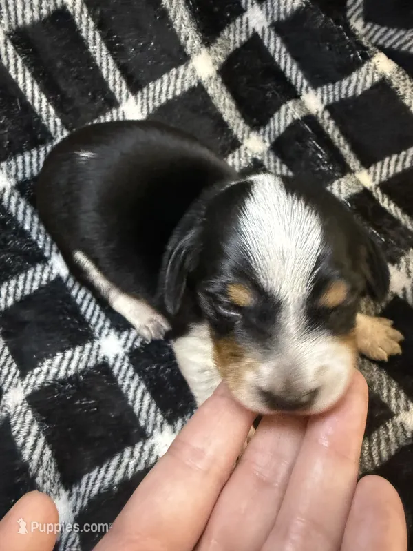 Cookie – Miniature Dachshund puppy for sale in San Antonio, TX