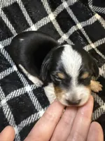 Cookie, a male Miniature Dachshund for sale in San Antonio, TX – 1 of 9