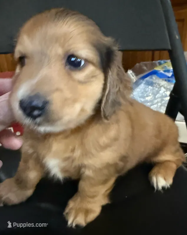 LH  Prince – Miniature Dachshund puppy for sale in San Antonio, TX