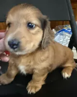 LH  Prince, a male Miniature Dachshund for sale in San Antonio, TX – 1 of 10