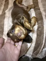 LH Cosmos , a male Miniature Dachshund for sale in San Antonio, TX – 6 of 9
