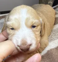 AKC LH Eleanor , a female Miniature Dachshund for sale in San Antonio, TX – 5 of 10