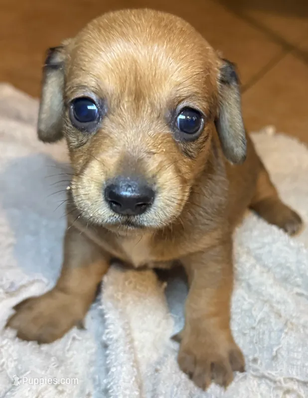 CKC Bella – Miniature Dachshund puppy for sale in San Antonio, TX