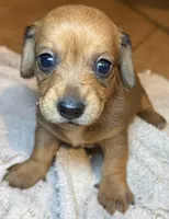 Bella, a female Miniature Dachshund for sale in San Antonio, TX – 1 of 9