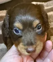 LH Cosmos , a male Miniature Dachshund for sale in San Antonio, TX – 5 of 9