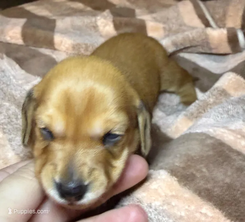 Betty – Miniature Dachshund puppy for sale in San Antonio, TX