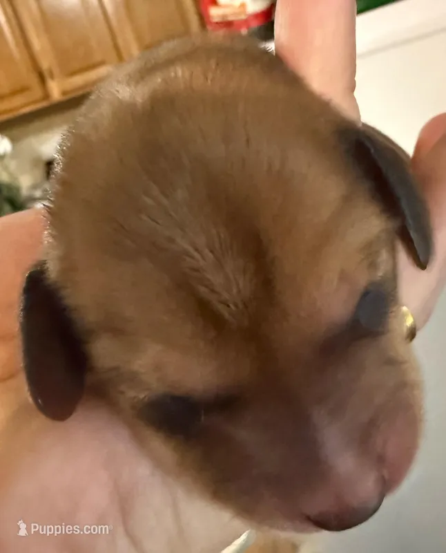 Betty – Miniature Dachshund puppy for sale in San Antonio, TX