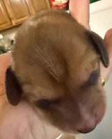 Betty, a female Miniature Dachshund for sale in San Antonio, TX – Photo 1 of 4