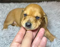AKC SH Betty, a female Miniature Dachshund for sale in San Antonio, TX – 1 of 7