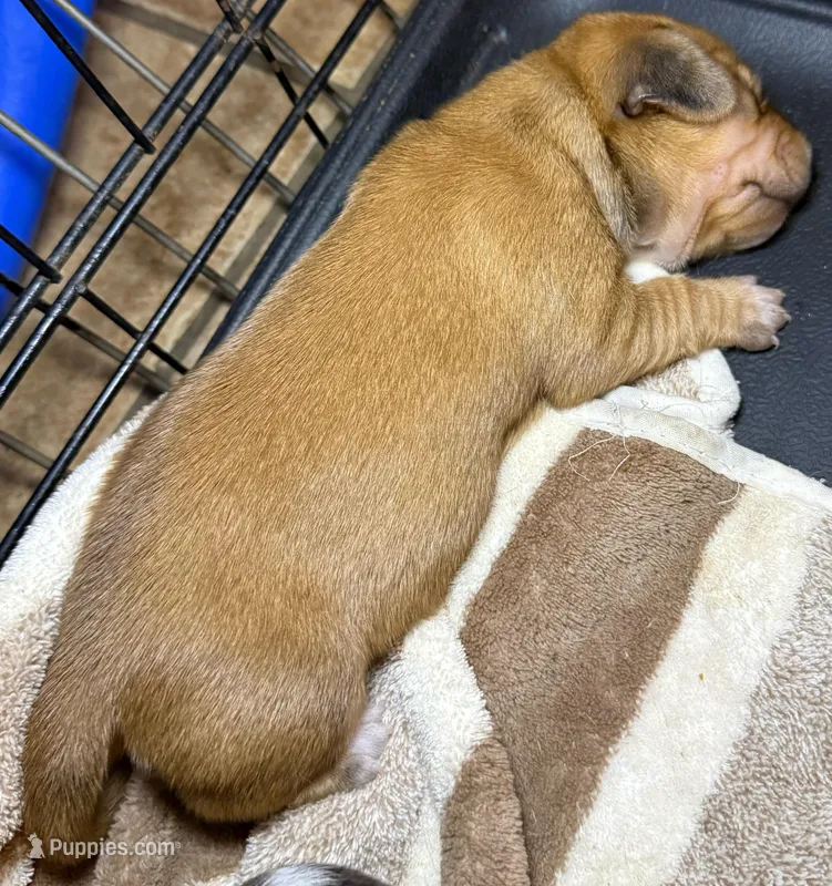 Betty – Miniature Dachshund puppy for sale in San Antonio, TX