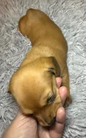 AKC SH Betty, a female Miniature Dachshund for sale in San Antonio, TX – 3 of 7