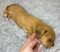 AKC SH Betty, a female Miniature Dachshund for sale in San Antonio, TX – 4 of 7