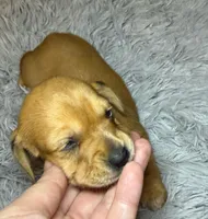 AKC SH Betty, a female Miniature Dachshund for sale in San Antonio, TX – 2 of 7