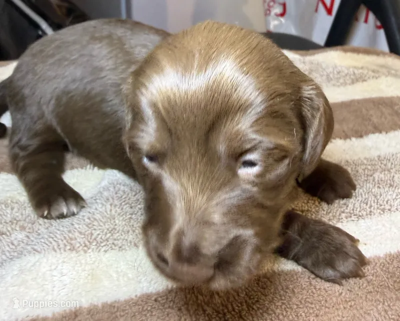 AKC LH Charlotte  – Miniature Dachshund puppy for sale in San Antonio, TX
