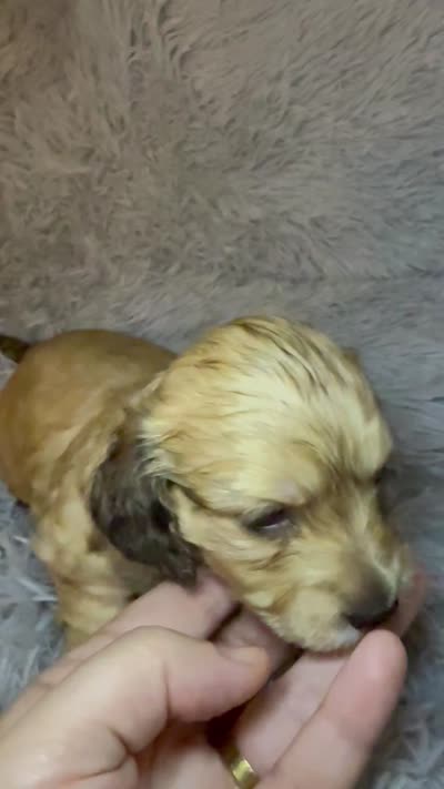 AKC/CKC LH Bella, a female Miniature Dachshund for sale in San Antonio, TX – 7 of 9