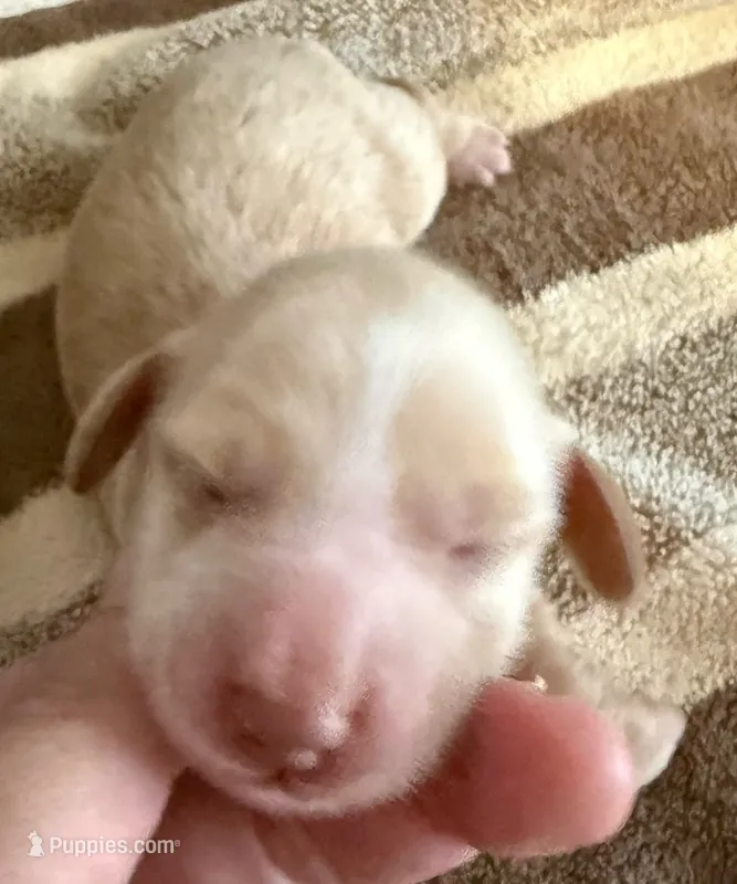 AKC Eleanor LH – Miniature Dachshund puppy for sale in San Antonio, TX