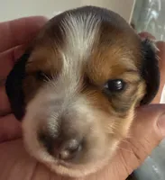 LH Rosa, a female Miniature Dachshund for sale in San Antonio, TX – 2 of 7
