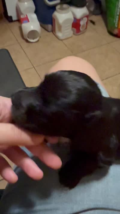 AKC/CKC LH Black Bear, a male Miniature Dachshund for sale in San Antonio, TX – 7 of 9