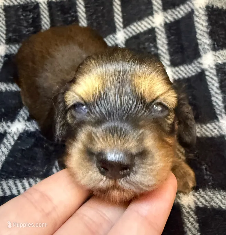 LH Leah CKC – Miniature Dachshund puppy for sale in San Antonio, TX