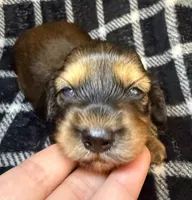 LH Leah CKC, a female Miniature Dachshund for sale in San Antonio, TX – 1 of 10