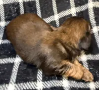 LH Leah CKC, a female Miniature Dachshund for sale in San Antonio, TX – 7 of 10