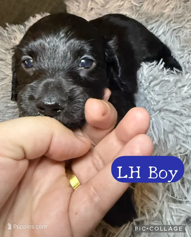 AKC/CKC LH Black Bear – Miniature Dachshund puppy for sale in San Antonio, TX