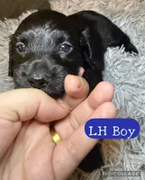 AKC/CKC LH Black Bear, a male Miniature Dachshund for sale in San Antonio, TX – 1 of 9