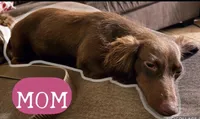 AKC Eleanor LH, a female Miniature Dachshund for sale in San Antonio, TX – 6 of 7
