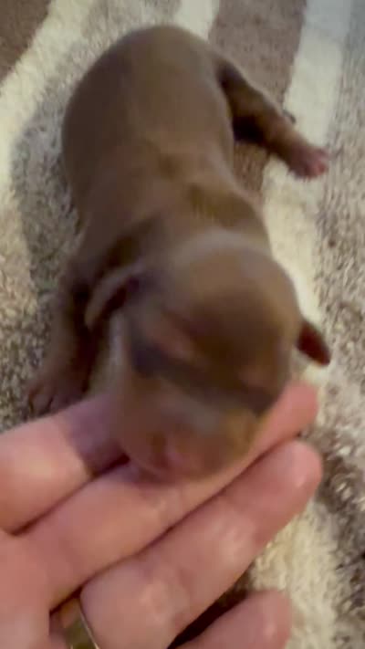 AKC LH Emma, a female Miniature Dachshund for sale in San Antonio, TX – 4 of 6
