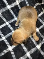 CKC Bella, a female Miniature Dachshund for sale in San Antonio, TX – 4 of 7