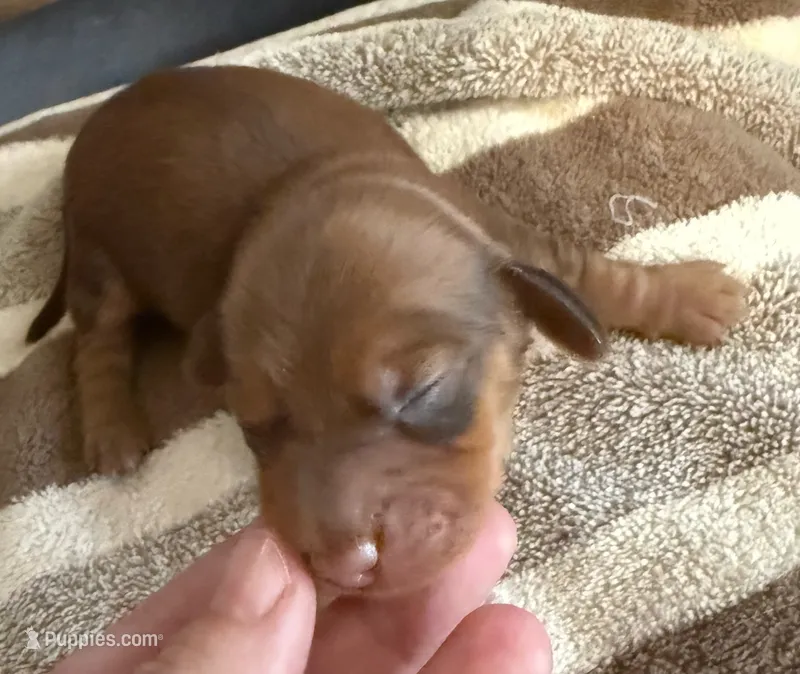AKC LH Amelia – Miniature Dachshund puppy for sale in San Antonio, TX