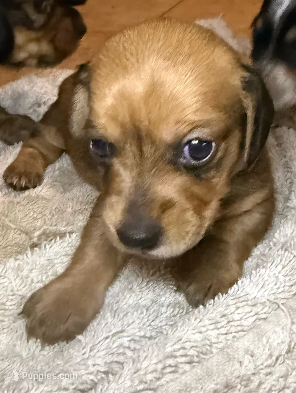 CKC Bella – Miniature Dachshund puppy for sale in San Antonio, TX