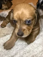 Bella, a female Miniature Dachshund for sale in San Antonio, TX – 2 of 9