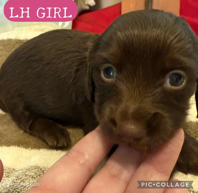 Hershey – Miniature Dachshund puppy for sale in San Antonio, TX