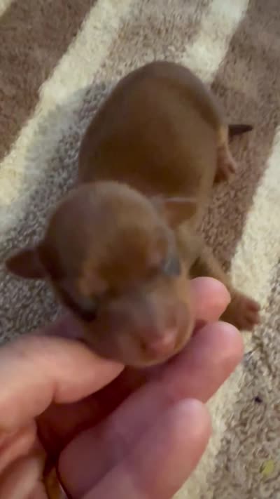 AKC LH Amelia, a female Miniature Dachshund for sale in San Antonio, TX – 3 of 5