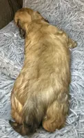 AKC/CKC LH Bella, a female Miniature Dachshund for sale in San Antonio, TX – 5 of 9