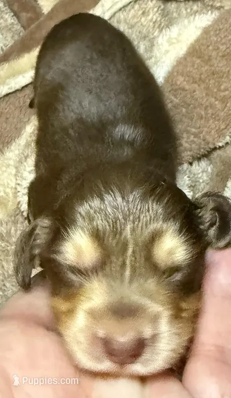 Snickers  – Miniature Dachshund puppy for sale in San Antonio, TX